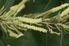 Acacia melanoxylon